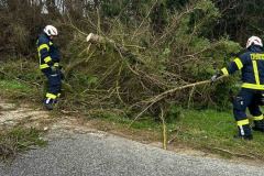 27-03-2026_T1-Baum_01